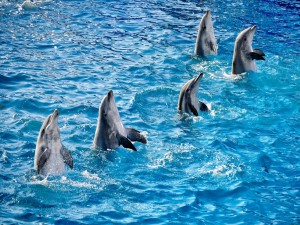 Postal: Delfines en el mar azul