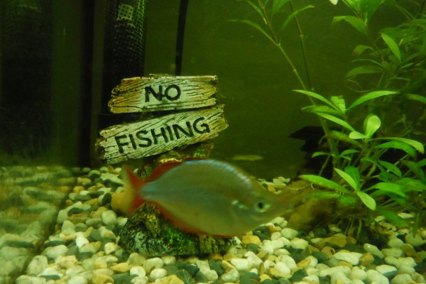 ¡No Pescar!