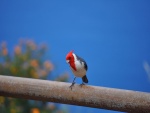 Lindo pájaro con la cabeza roja