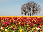 Campo con tulipanes de colores