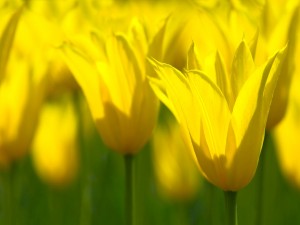 Postal: El brillo de los tulipanes amarillos