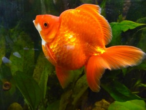 Hermoso pez naranja en un acuario