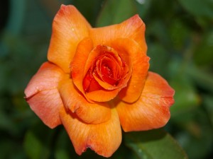 Una bella rosa naranja