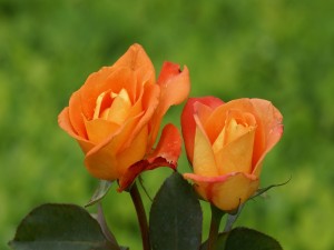 Dos bellas rosas en el jardín