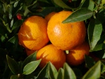 Naranjas madurando en el árbol