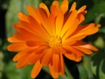 Brillante flor naranja