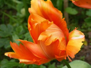 Flor con bonitos pétalos naranjas