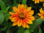 Flor con pétalos de color naranja
