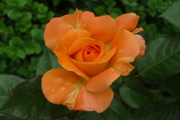 Bella rosa naranja