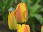 La belleza de los tulipanes