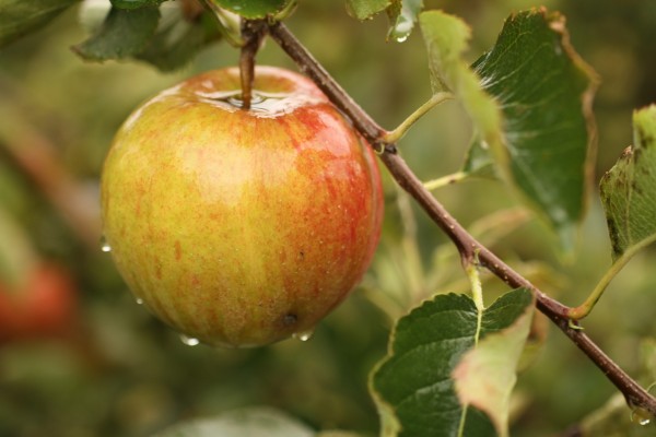 Una manzana en la rama