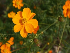 Una bonita flor de color naranja