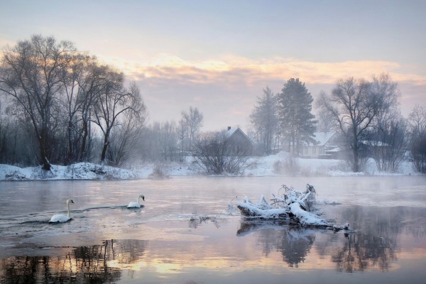 Cisnes en un lago congelado