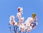 Pájaro sobre las flores de un cerezo