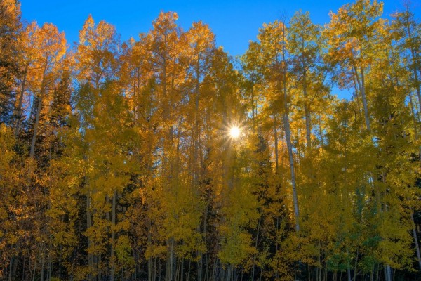 Los rayos del sol en otoño, entre los árboles