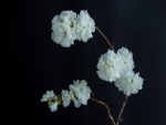 Bellas flores blancas en una ramita