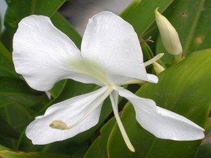 Delicada flor con pétalos blancos