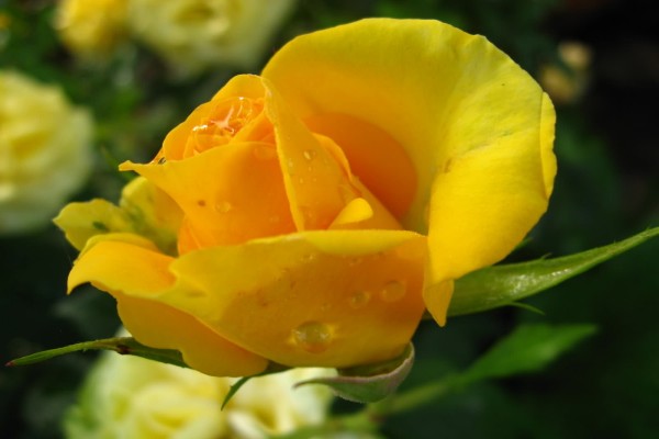 Bella rosa amarilla
