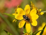 Una gran abeja sobre la flor amarilla