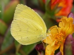 Una mariposa en la flor