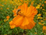 Una abeja, en la flor de color naranja