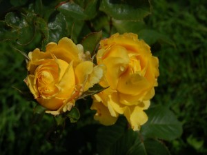 Postal: Dos rosas amarillas en el rosal