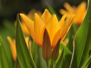 Lindos tulipanes