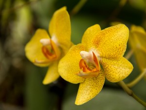 Orquídea de color amarillo