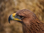 El perfil de un águila