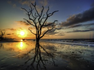 Un árbol en la orilla del mar al atardecer