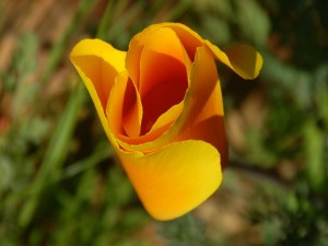 Una flor con originales pétalos
