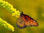 Mariposa sujeta a la rama con flores