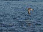 Ave con largo pico, volando sobre el agua
