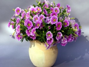 Flores lilas en un cuenco