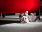 Gatito jugando bajo el sofá