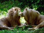 Pareja de leones amigos