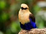 Un bonito pájaro, con algunas plumas de color azul