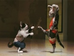 Gatos karateca