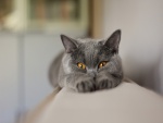 Un gato gris estirado