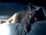 Gato negro tumbado en la cama