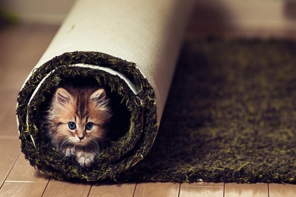 Gatito dentro de la alfombra enrollada