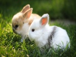 Dos pequeños conejos en la hierba