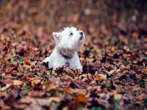 Perro blanco entre las hojas del otoño