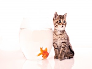 Postal: Gatito junto a un pez naranja