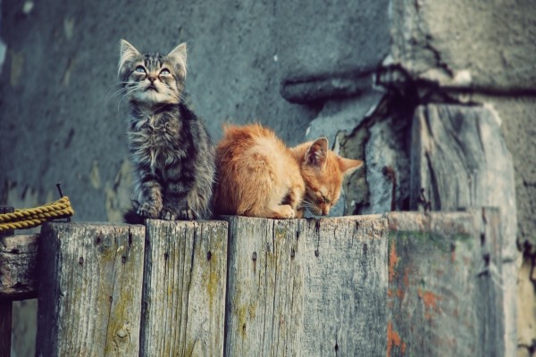 Gatitos callejeros