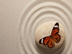 Mariposa sobre una piedra