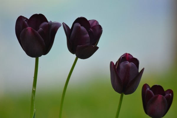 Tulipanes oscuros