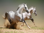Dos caballos blancos en la arena