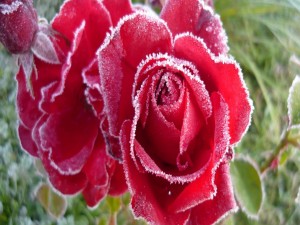 Rosas heladas en invierno
