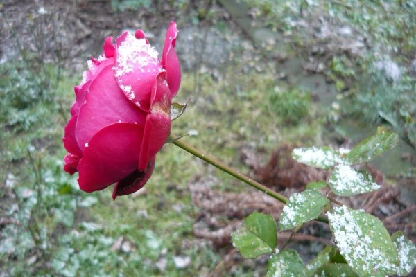 Rosa con restos de nieve